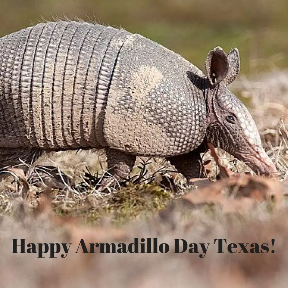 Forget the Groundhog, It's Armadillo Day in Texas