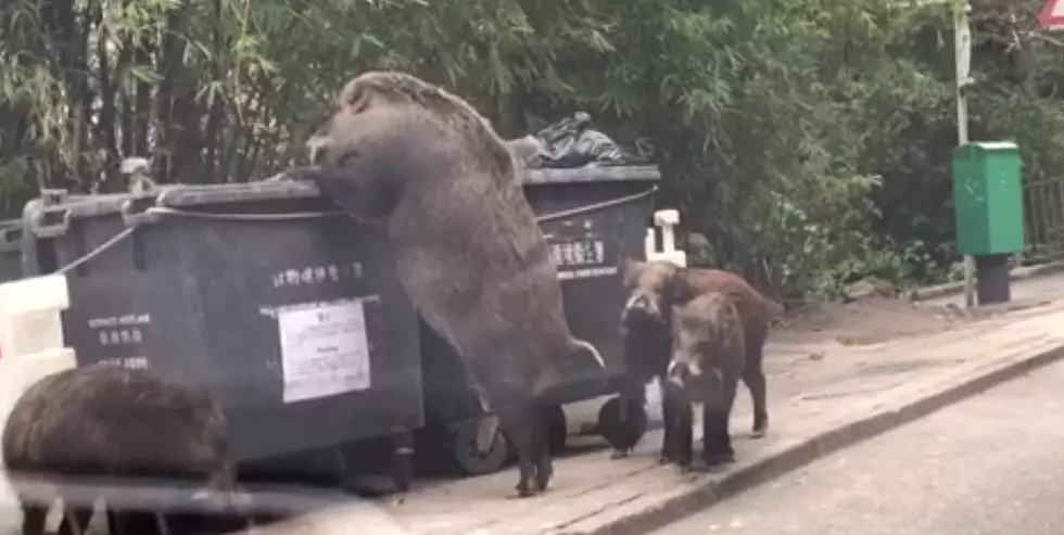 Giant Feral Boar Stands Up And Sticks Head In Garbage Dumpster