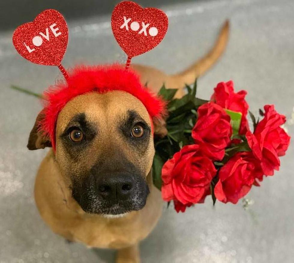 Adopt A Furry Valentine In Longview For Only $14 Thru Saturday