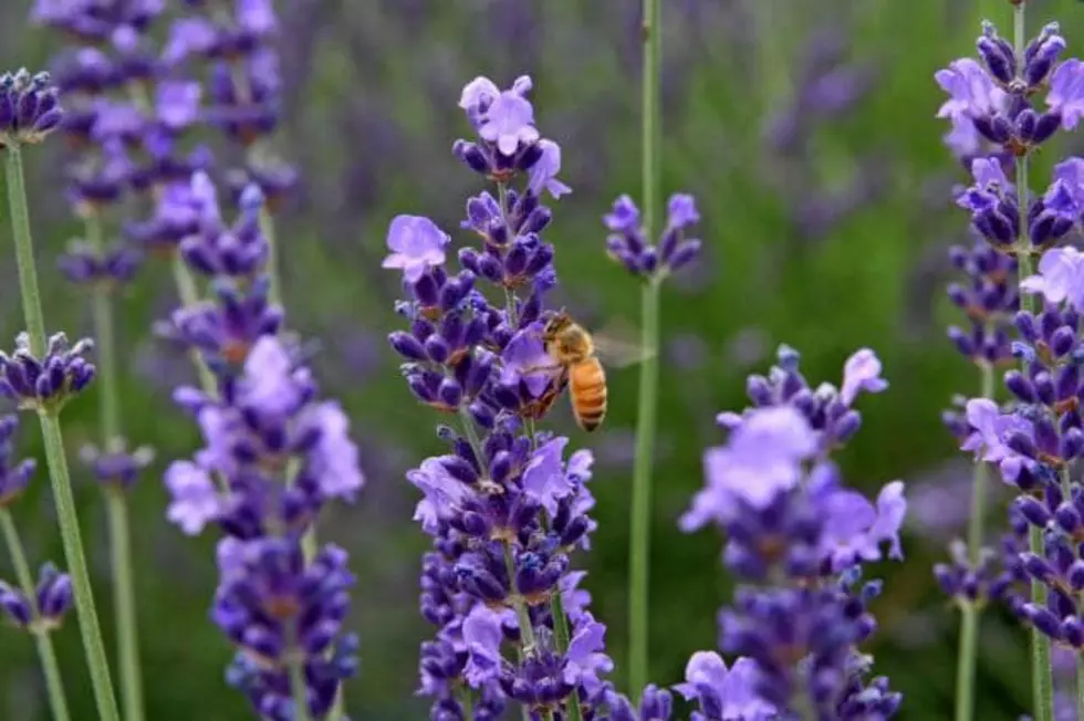 A Lavender Festival In East Texas? Yes, And It’s April 27!
