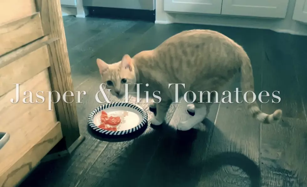 The Saga Of Jasper, Tara’s Tomato-Devouring Cat [VIDEO]