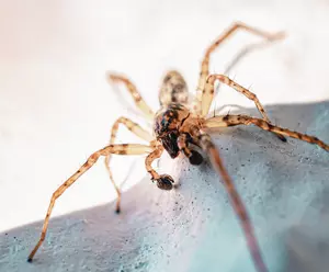 You&#8217;re Probably Not Swallowing Spiders (And Other Sleep Myths)