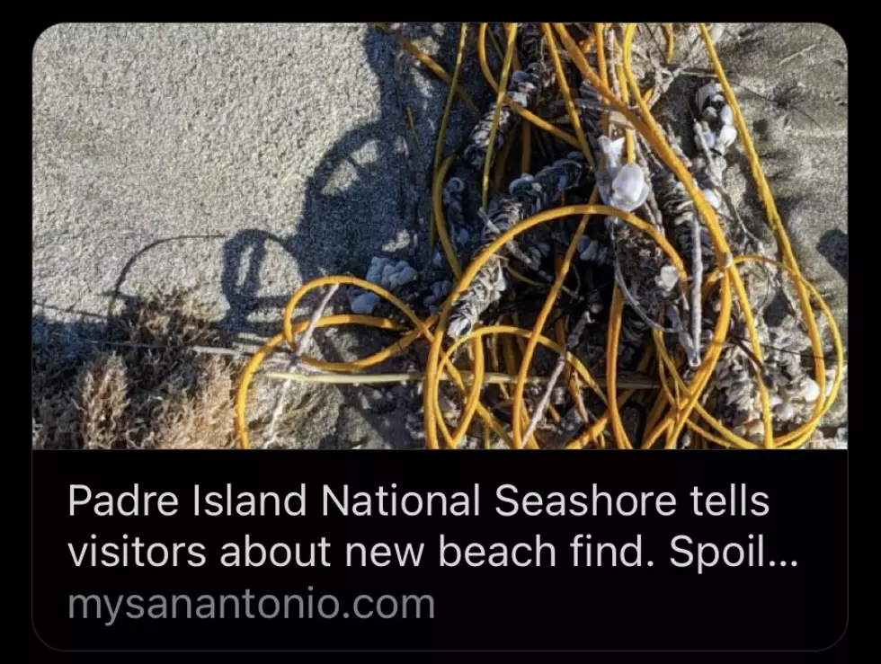 This Isn’t Trash On Padre Island’s Seashore–This Is Sea Whip, And It’s Alive