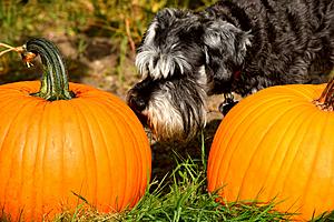 Bring Your Dog to a Fun &#8216;Trunk-or-Treat&#8217; Festival at Tyler&#8217;s Bossart Bark Park!