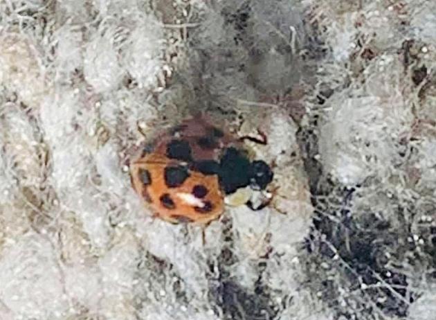 People in Tyler, Texas Want to Know: Are These Bugs Invading Your Home, Too?