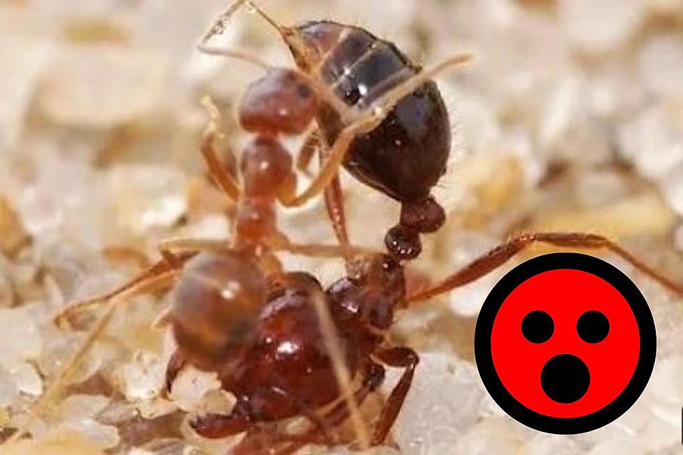 [WATCH] Acid Spewing Ants in Texas: Will This “Killer” Fungus Stop Them?