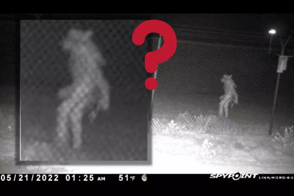 Strange Sighting at the Amarillo, TX Zoo–What IS This Bizarre Creature?