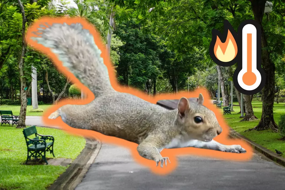 This Intense Summer Heat in Texas is Causing our Squirrels to &#8216;Sploot&#8217;