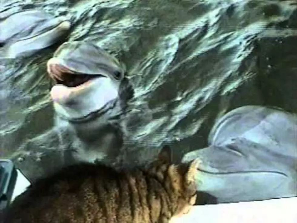 A Dolphin Playing With A Cat [VIDEO]