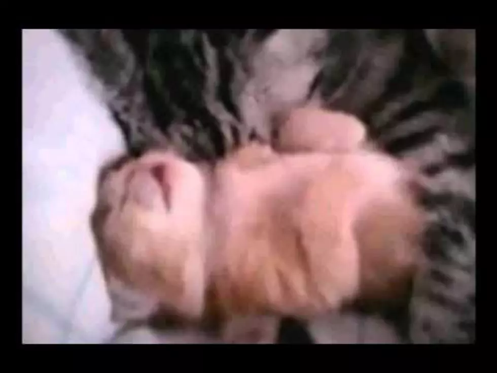 Speaking of Cute Baby Things, Here is Another Cute YouTube Cat [VIDEO]