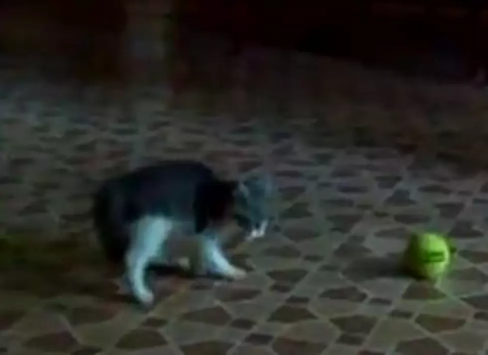 This Kitten is Scared of a Tennis Ball, I Don’t See a Bright Future [VIDEO]