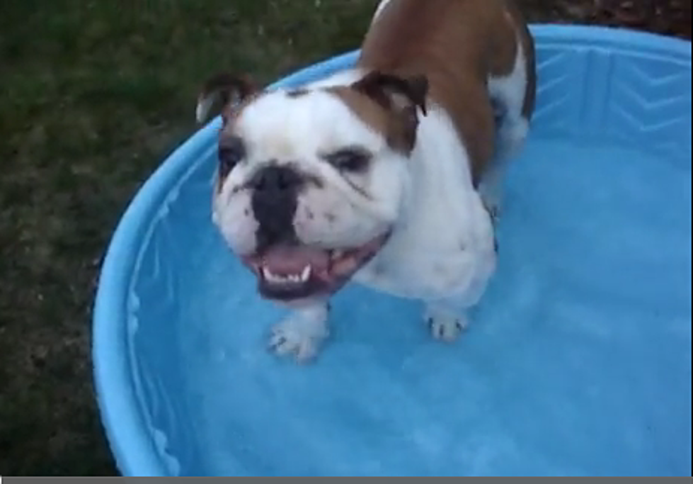 Dog Gone It’s Hot! [VIDEO]