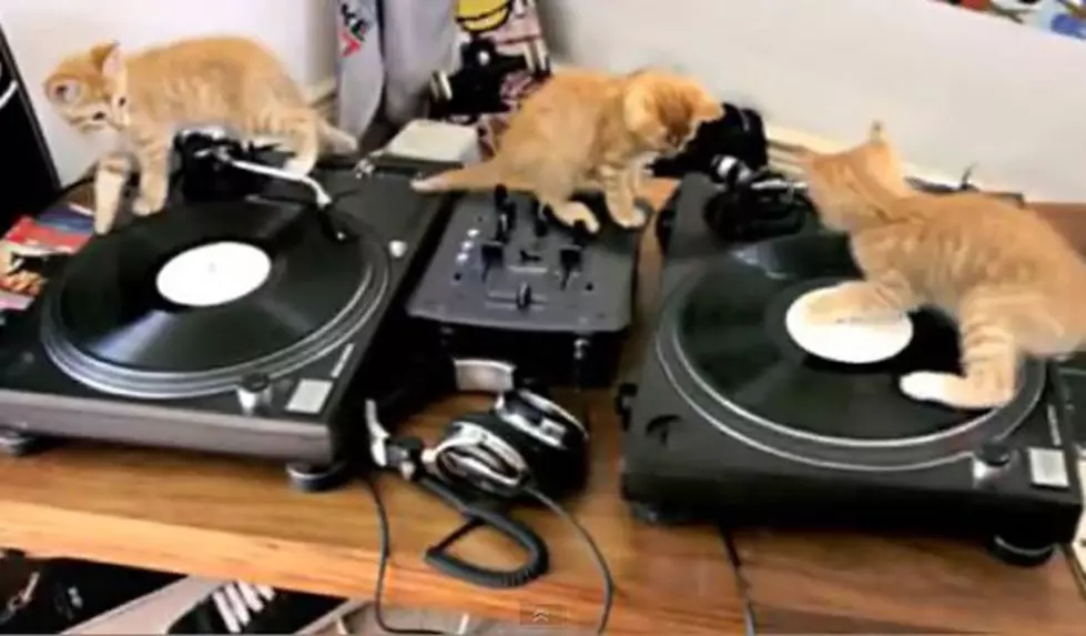 DJ Kittens Rule! [VIDEO]