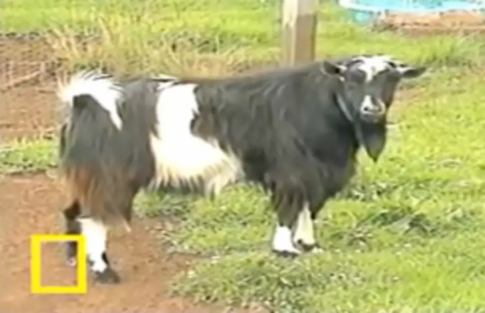 Just For Laughs: Randall on Fainting Goats [VIDEO]
