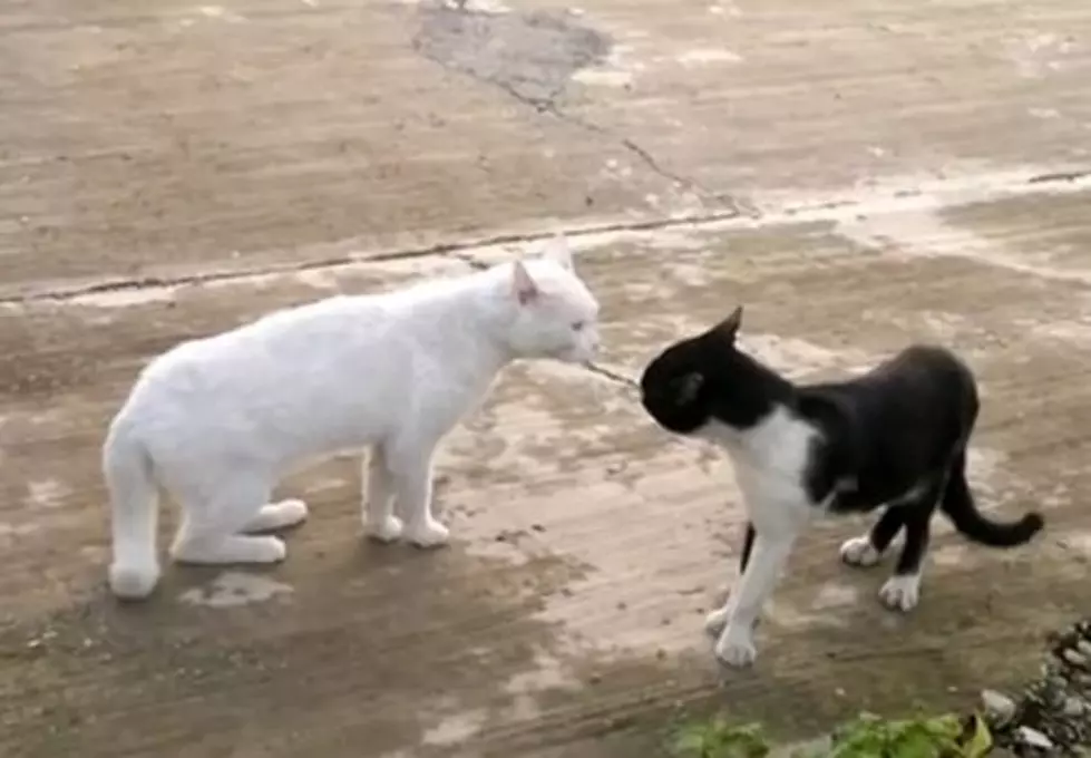 Say Hello To &#8220;Angry Cobra Cat&#8221; [VIDEO]