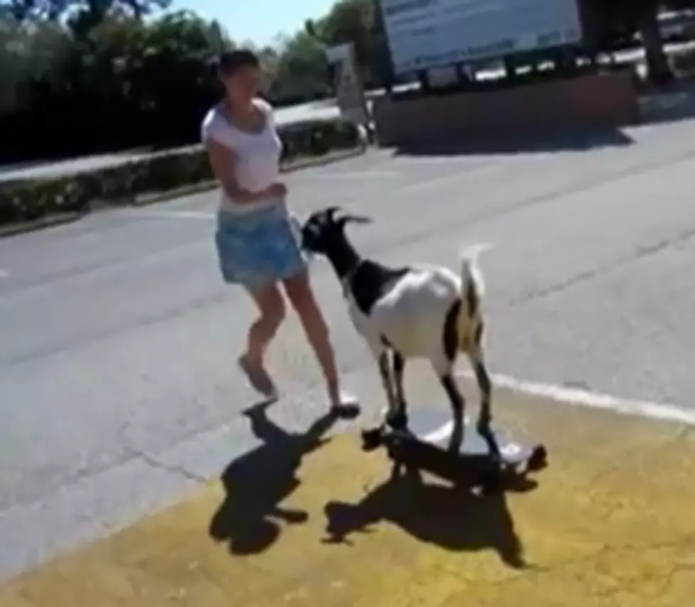 WTF? Friday: How About a World Record Skateboarding Goat! [VIDEO]