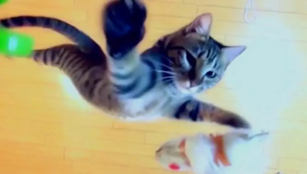 Ninja Kitty Has Mad Air Skills! [VIDEO]
