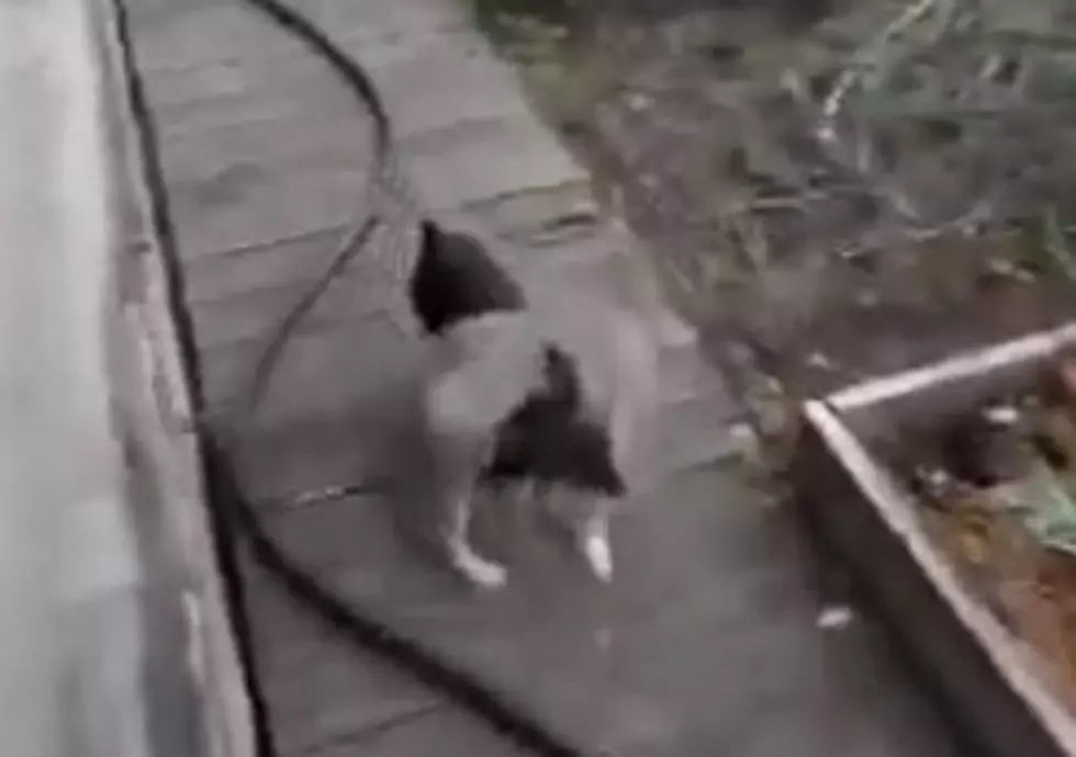 A Dog Literally Fetches a Cat to Bring it Home. [VIDEO]