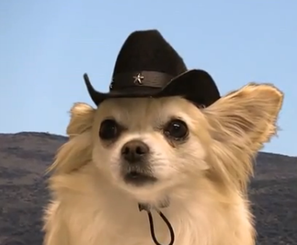 And Now 24 Seconds of the Saddest Dogs Ever…Wearing Cowboy Hats [VIDEO]