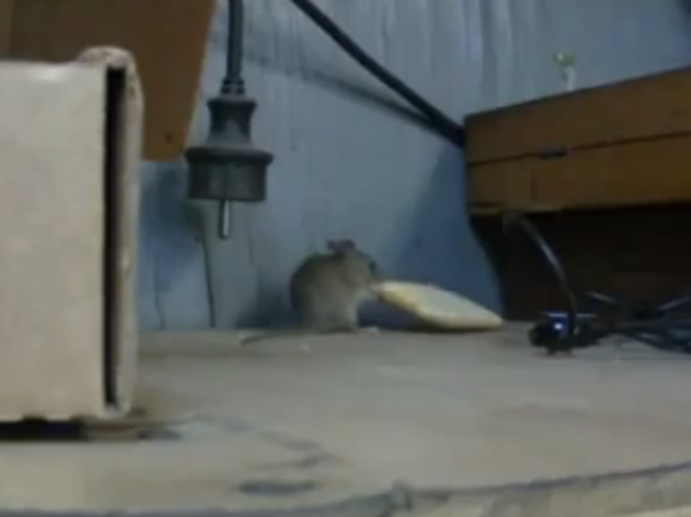 Where There is a Will There is a Way for this Little Mouse Trying to Get His Cracker [VIDEO]