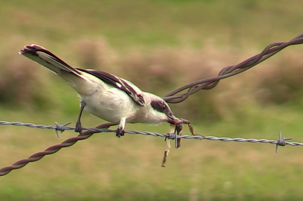Nature Is Freaking Scary! Check Out A Bird That Impales Its Prey [VIDEO]