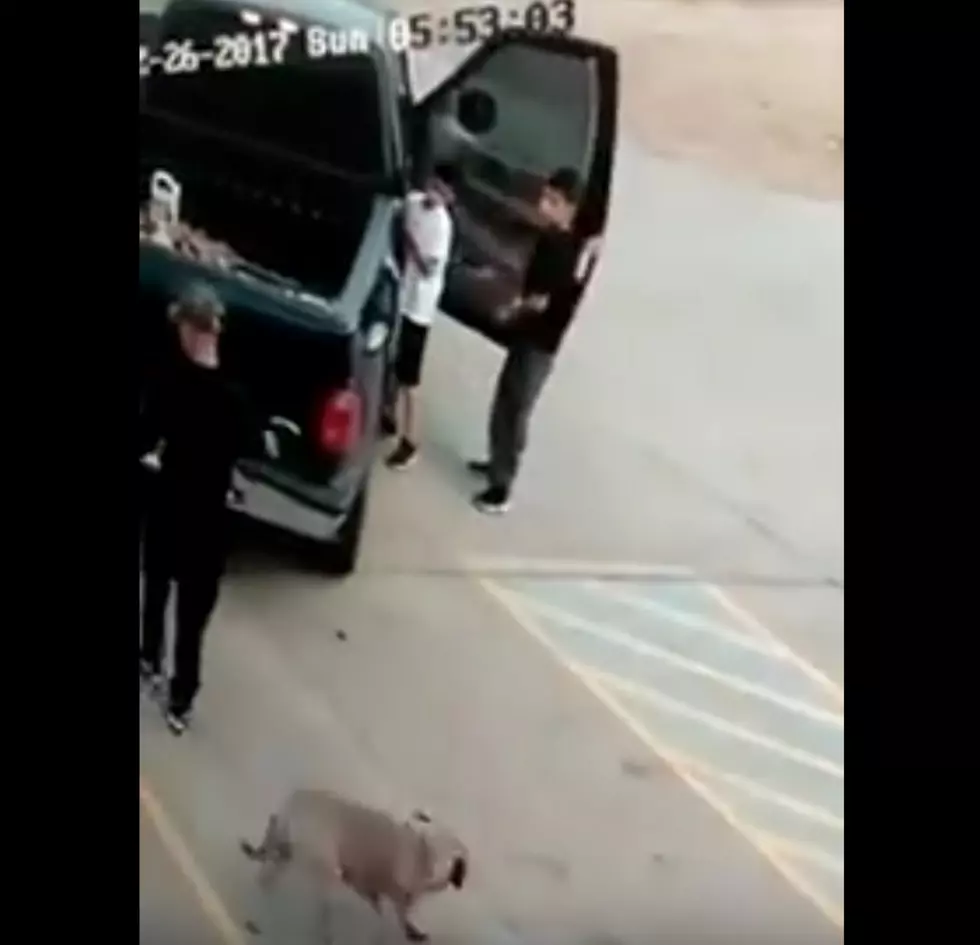 Man Abandons Dog Behind a Building in Lubbock [VIDEO]