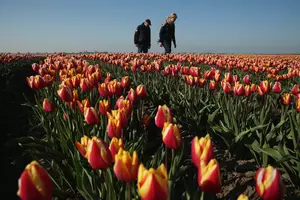 There&#8217;s a Magical Tulip Field You Can Visit&#8230;In Texas?