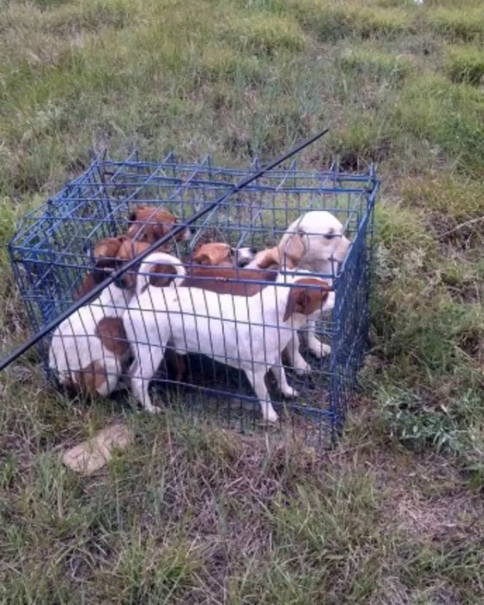 Animal Abusers On the Run in Crosby County