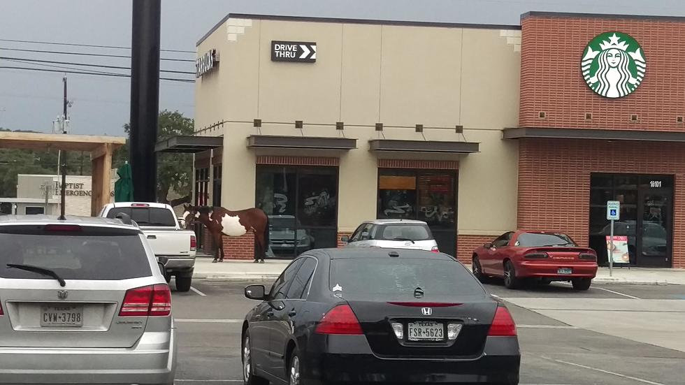 Horse Tied Up Outside Starbucks Is So Texas & So 2017