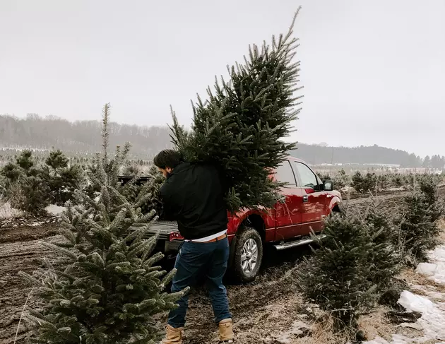 Lubbock&#8217;s Christmas Tree Farm Is Closed, Where Else Can You Chop Down Your Own Christmas Tree?