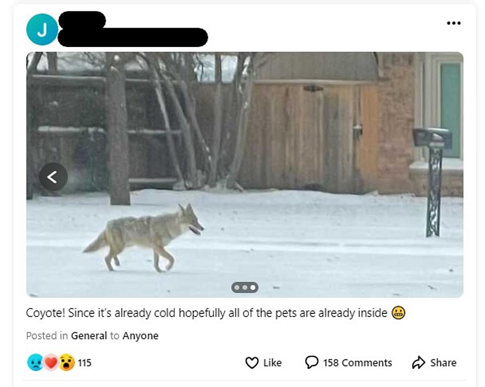 Lubbock Pet Owners Beware: Coyote Spotted Around Town