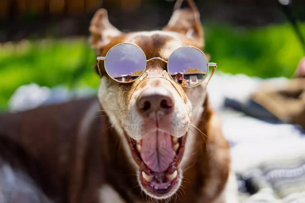 Should Your Dog Be Wearing Sunscreen?