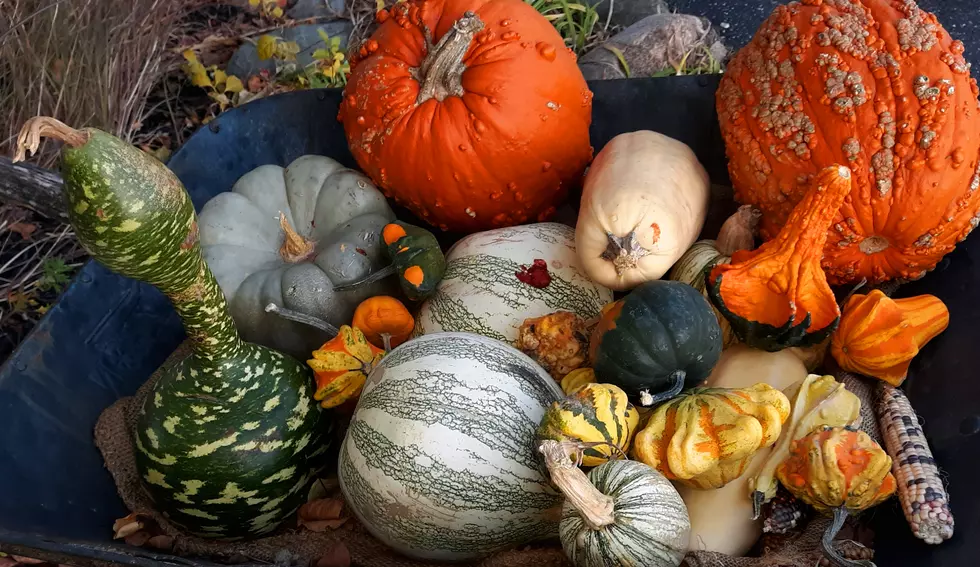 Squash Hands: Details on This Unsavory Surprise of the Season