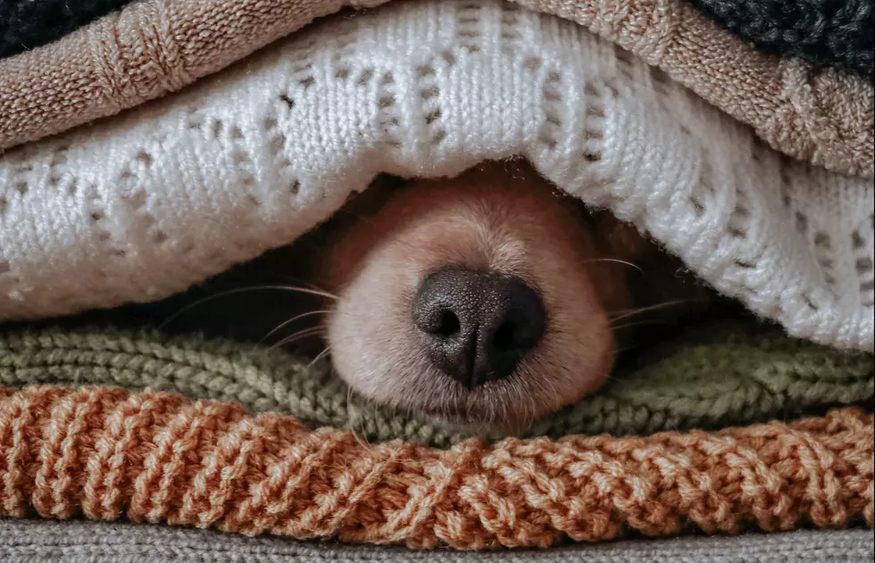How To Keep Your Pet Warm During a Winter Power Outage