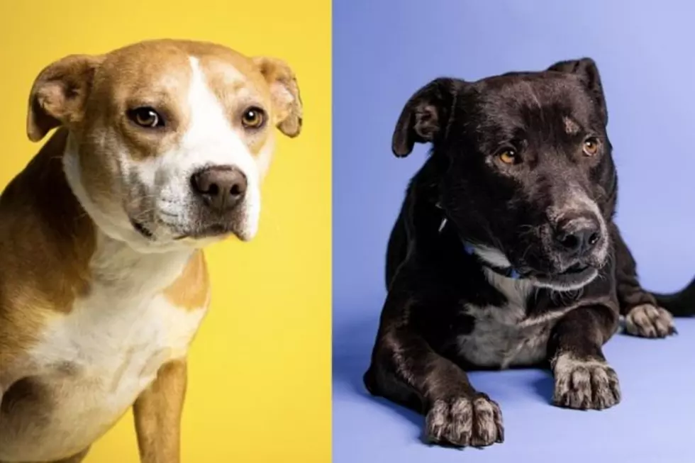 Adopting One of These 5 Lubbock Dogs Comes with a Special Gift 