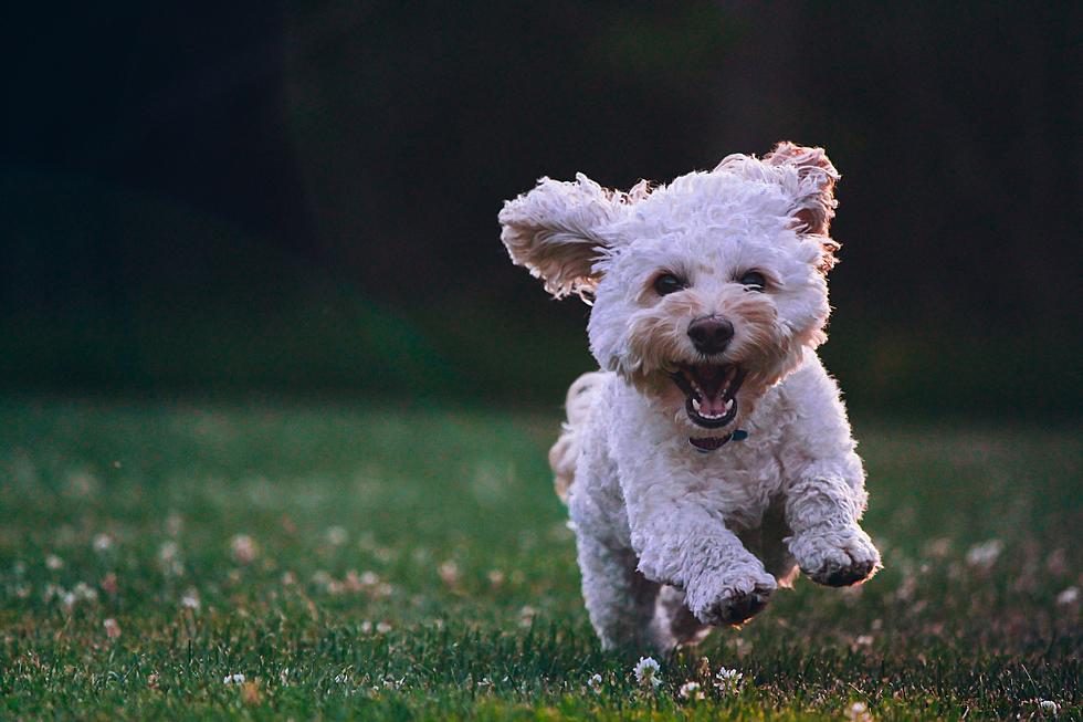 5 Ways to Keep Your Dog Happy this Spring