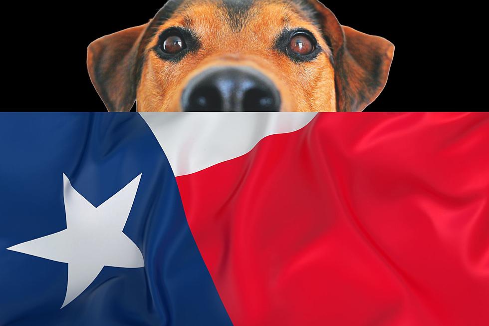 Texas Is One Of The Best States To Adopt A Dog