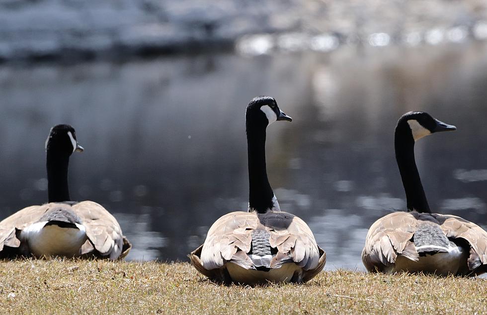 Texas Beware: The Geese are Coming Early this Year 
