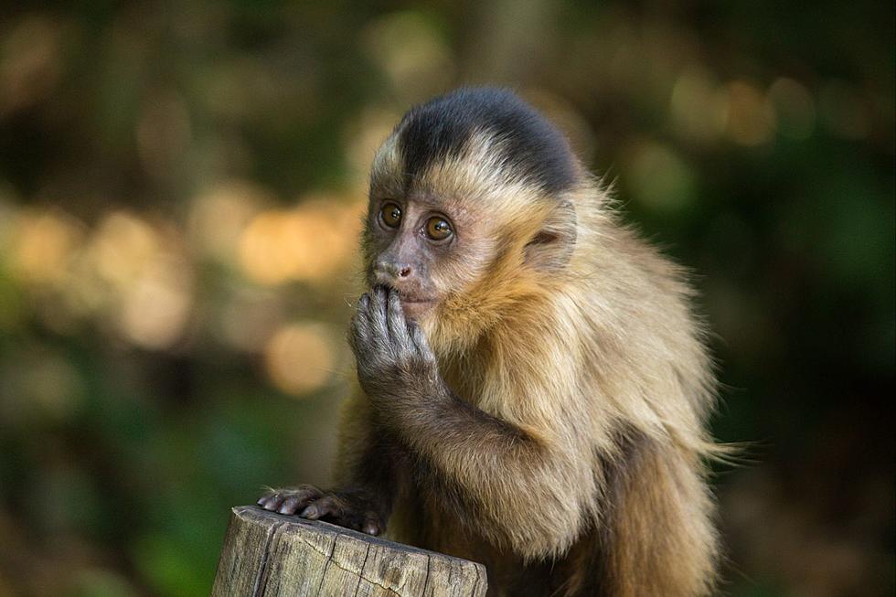 Are Pet Monkeys Legal In Texas?