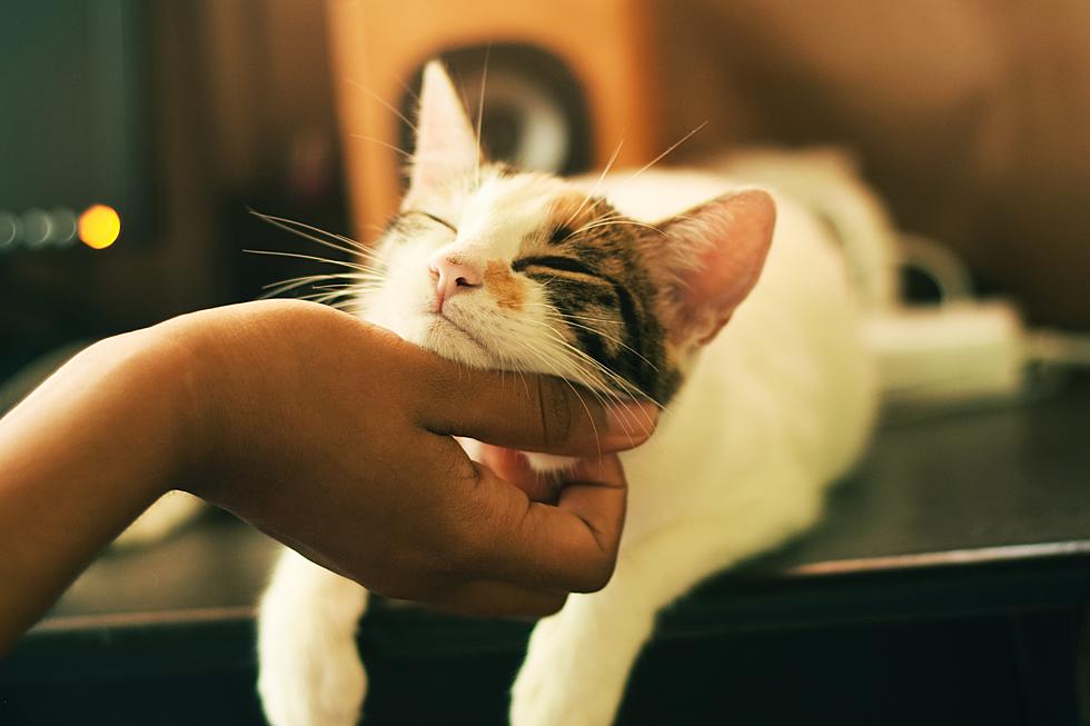 Lubbock is One Step Closer to Getting Its Very Own Cat Café
