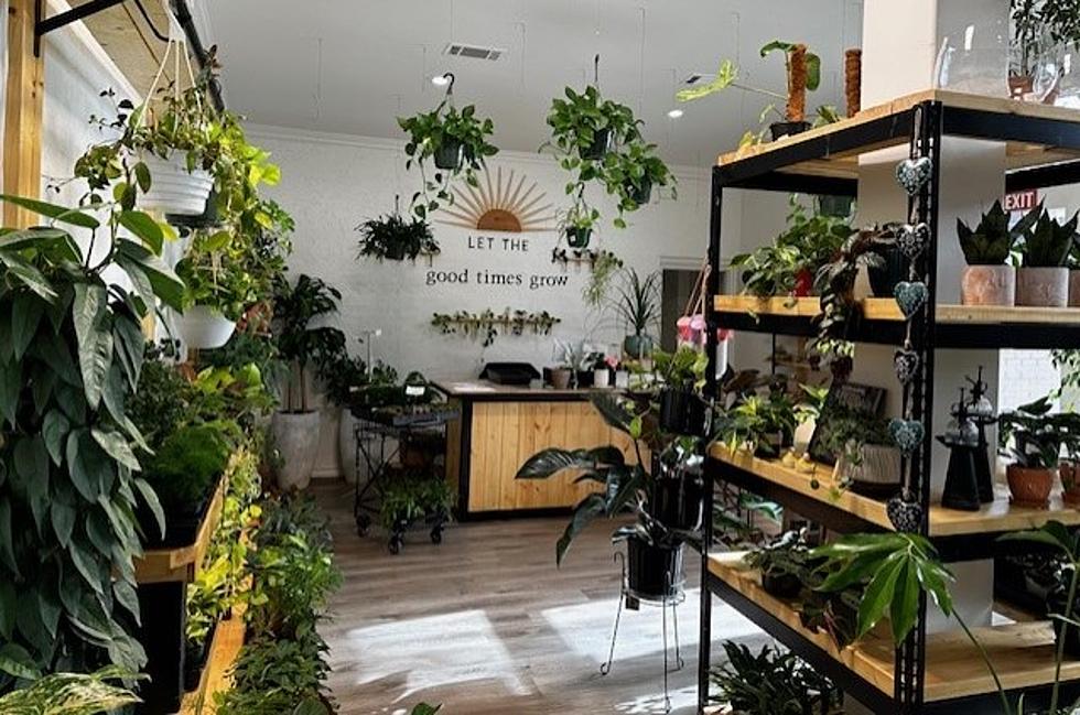 The Dutch House of Plants is a Lubbock Plant Lover’s Dream 