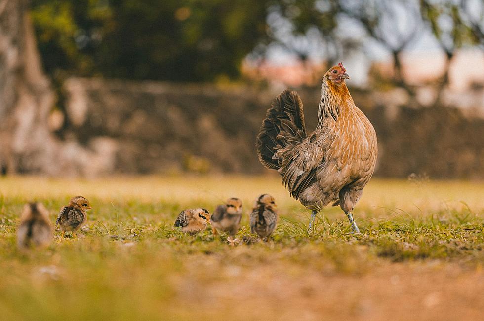 Get Insider Tips On Raising Chickens In Texas With Dr. Gregory Archer
