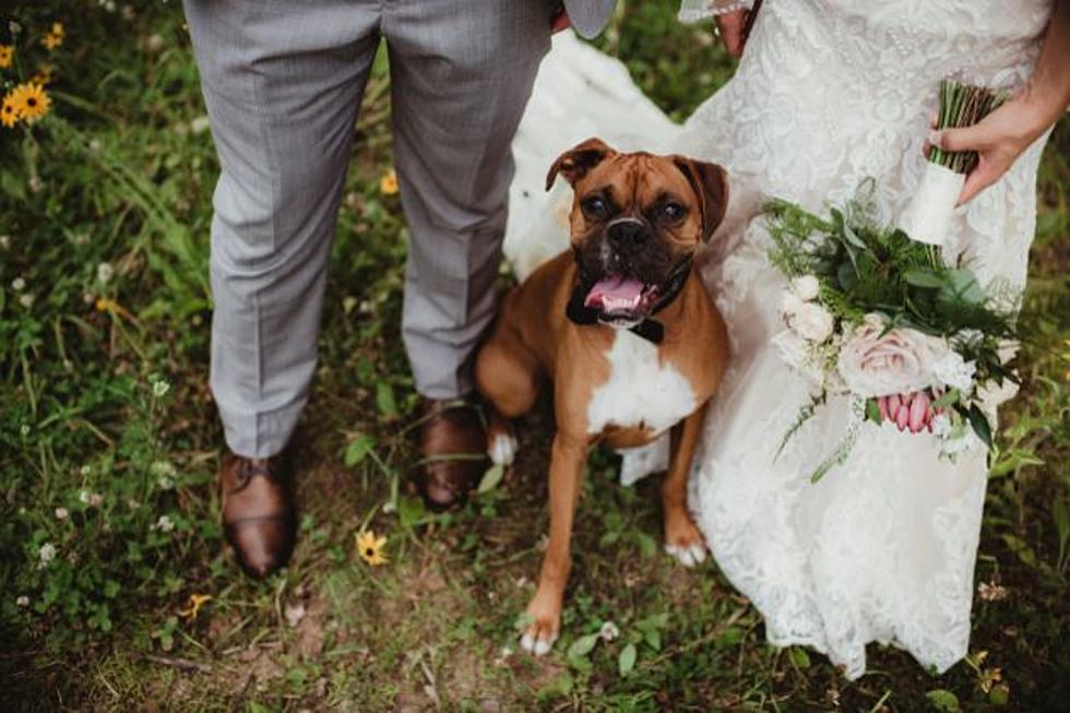 Ways to Include Your Pet in Your Wedding  