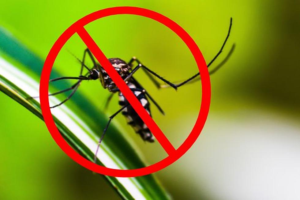 How to Avoid Mosquitos in Texas This Spring 