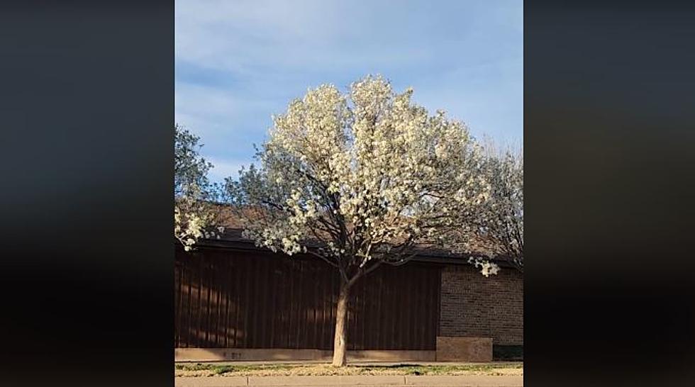 What’s That Smell? Beautiful But Stinky Trees Bloom Across Lubbock