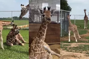 Follow Along as This Adorable Texas Giraffe Grows Up 