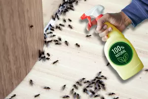 Natural Remedies Texans Can Use to Keep Ants out of Their House 