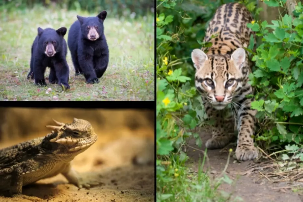 Some of the Most Endangered Species in Texas