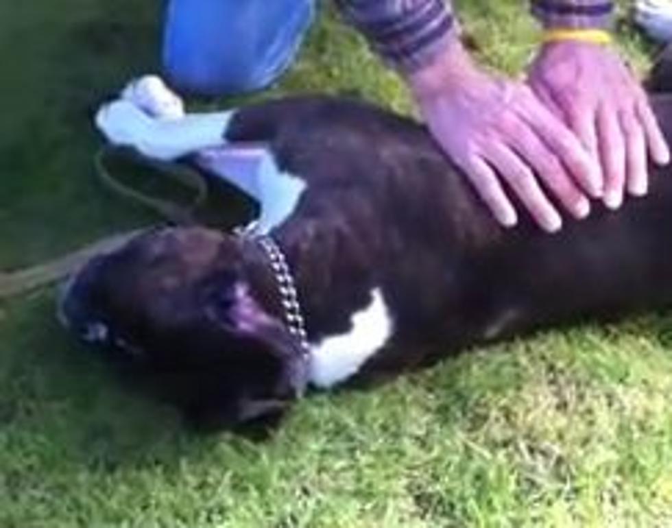 A Dog Trainer Performed CPR and Saved a Dog’s Life [VIDEO]