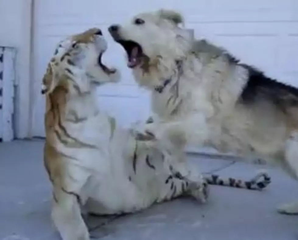 A Dog and a Tiger Are Best Friends [VIDEO]